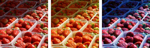 Beispiel für Farbkonstanz. Man nimmt die Erdbeeren als rot wahr, sei es im Sonnenlicht (links, Original-Aufnahme), im Licht einer Glühbirne statt eigentlich orange (mittig, simuliert durch Farbfilter) oder im Licht einer Fluoreszenzlampe statt eigentlich violett (rechts, simuliert durch Farbfilter), die weißen Plastikschalen dienen dabei als Vergleichsobjekt.